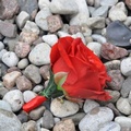 butonierka ślubna, róża czerwona, mała