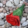 butonierka ślubna, róża czerwona, liść